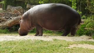 カバとシマウマ Hippopotamus Grant's zebra 2017 0404