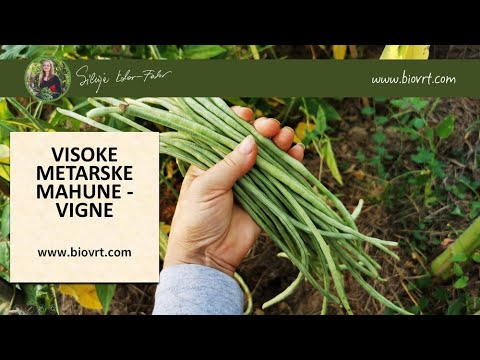 Video: Vigna - Mahune šparoga