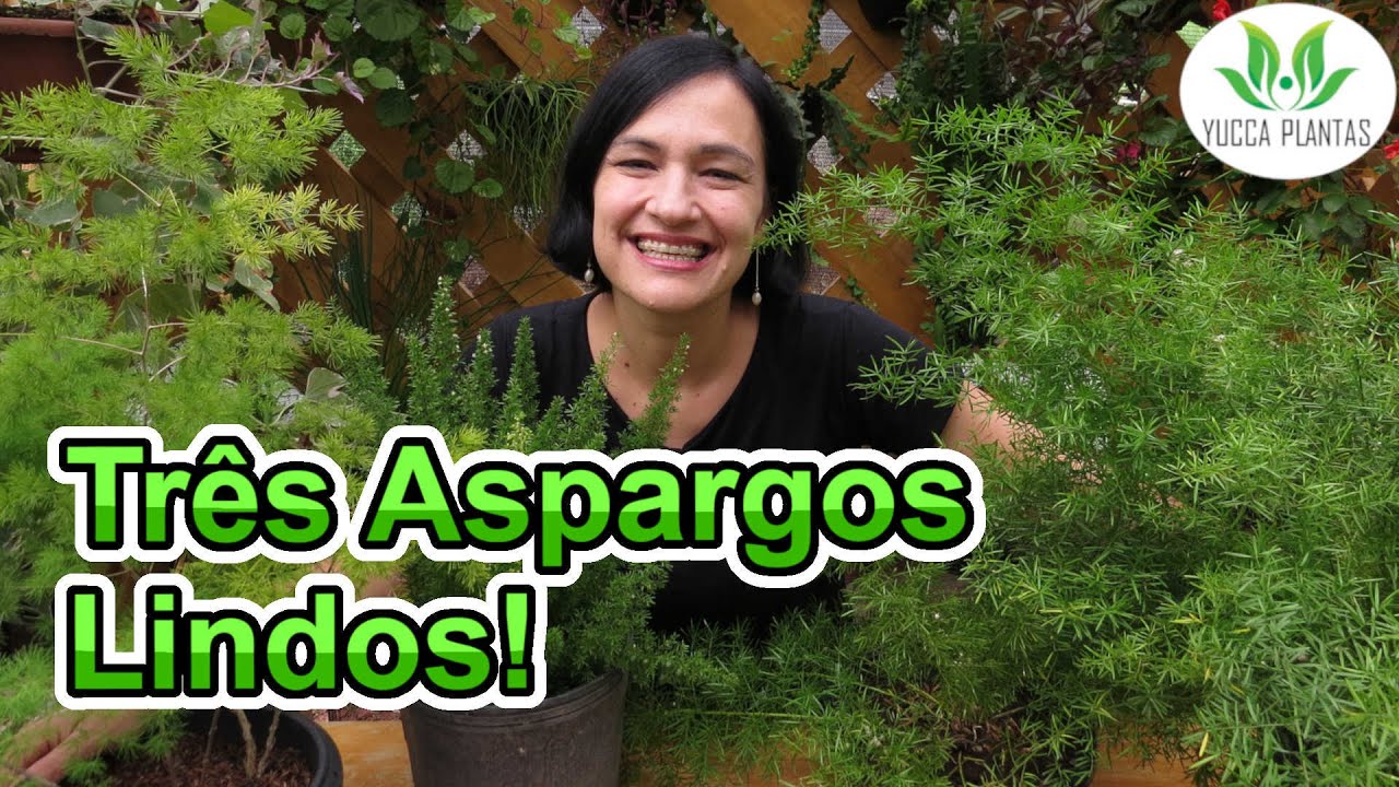 Três Aspargos LINDOS! Conheça o Aspargo Vela, o Aspargo Pendente e o Aspargo Zigue-Zague!