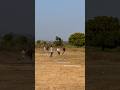 Gilli Danda super shot catch drop #gillidandapro #shortvideo #viralvideo #super #adventure