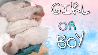 #3  DOGVLOG: УЗНАЛИ ПОЛ ЩЕНКОВ | BOY or GIRL | GENDER REVEAL PUP