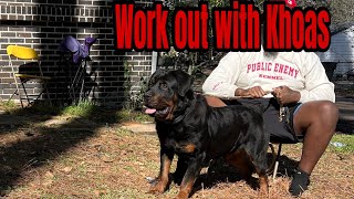 Great exercise for your Rottweiler. Dog workouts