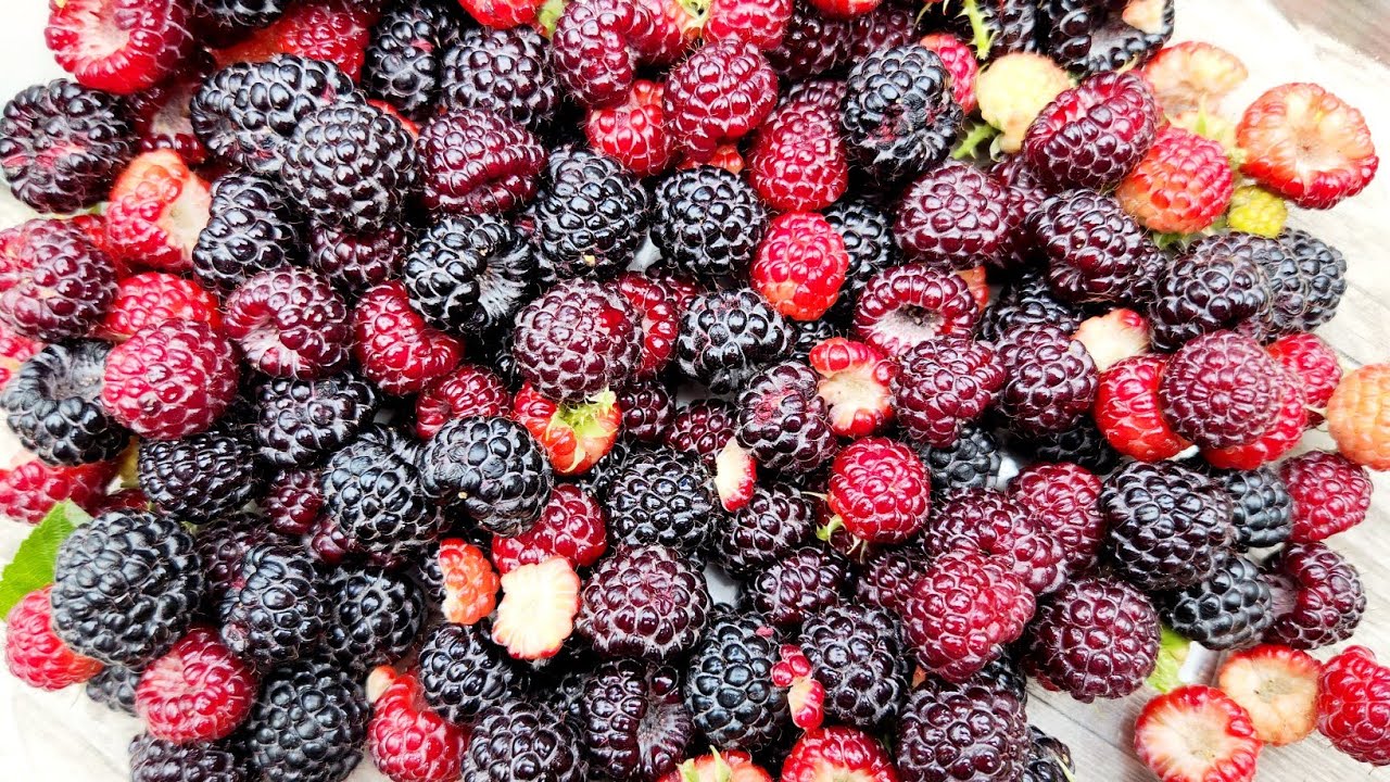 How to harvest organic raspberries. How to pick raspberries.when to harvest raspberries. eat
