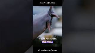 Watch Hagfish Secret video