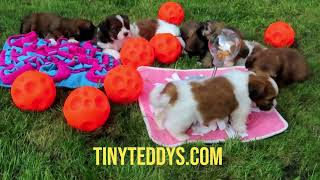 Canine enrichment fun! Puppies introduction to snuffle mats & treat balls! Vancouver Island BC by Tiny Teddys - Teddy Bear Puppies 195 views 1 year ago 2 minutes, 52 seconds