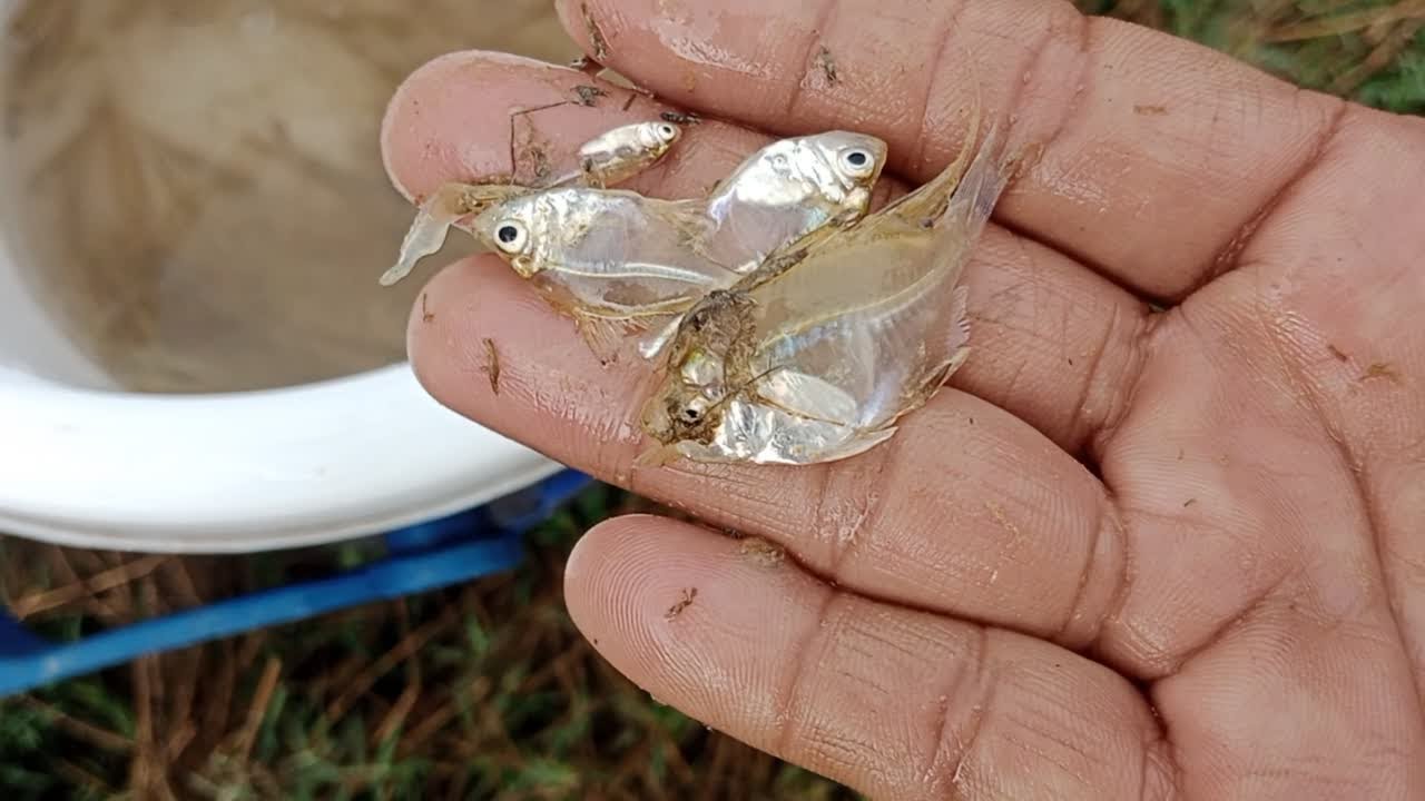 I caught many small fish in the rice fields