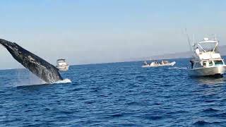 Humpback Whale Breaching in the Bay of Banderas