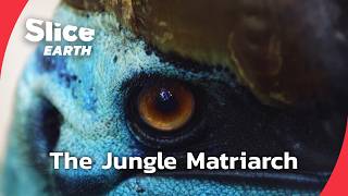 Cassowary, the Dino Bird Fighting to Keep Its Rainforest Alive | SLICE EARTH | FULL DOC
