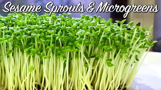 How to Grow Sesame Sprouts & Sesame Microgreens  No Drain Tray Method 微绿芝麻菜芽