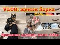 VLOG: щенки йорка,одежда моих йорков,все наши вещи.