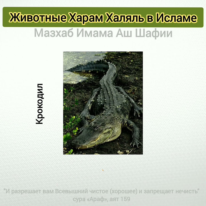 ХАЛЯЛЬ И ХАРАМ МЯСО В ИСЛАМЕ - YouTube
