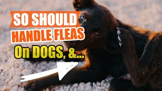 HOW You SHOULD Handle FLEAS On DOGS🐶🦗 by Veterinary Network 55 views 1 month ago 4 minutes, 37 seconds