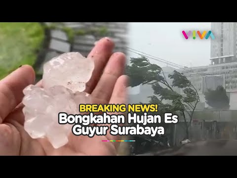 Video: Bagaimana pohon diamankan dalam badai?