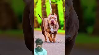 petbull vs dobarmen kon jitega 😱🐕 #petlovers #dogbreed #americanbully #trollface #trendingshorts