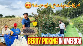 First time Picking BERRIES from farm in America | dehati zindgi ka maza 😍