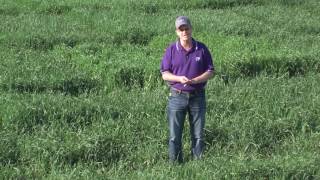 Extras from the Extension: Stacy Campbell - Leaf Rust