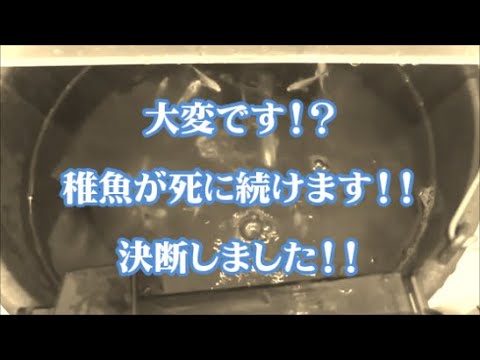 大変だ 止まらない 稚魚が毎日死んでいく 錦鯉稚魚 絶望 Youtube
