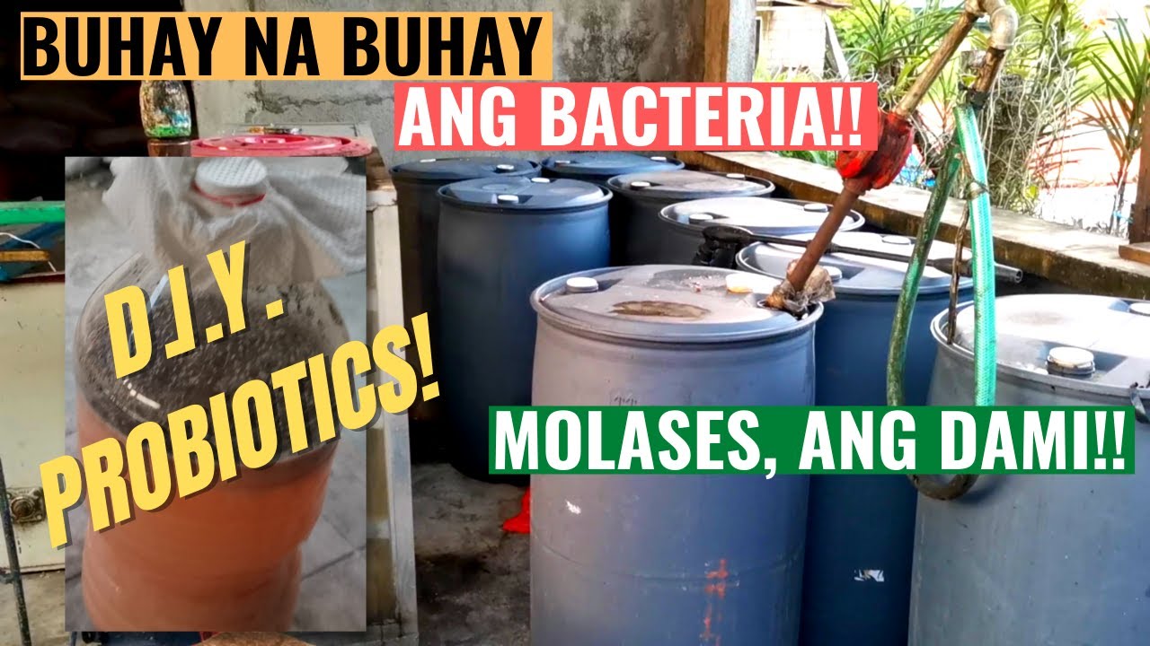 DIY PROBIOTICS! | MADALI LANG GAWIN! | SIMPLE INGREDIENTS! |