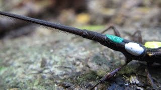 Stealth helps little giraffe weevils get the girl | Science News