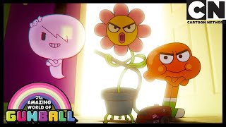 La Flor El Increíble Mundo De Gumball En Español Latino Cartoon Network