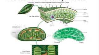 chap7 photosynthesis Bio111