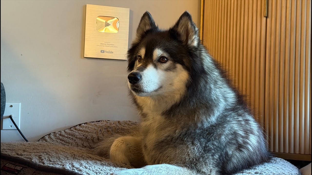 Huskies of the world unite! We have nothing to lose but our leashes!