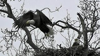 The Bald Eagles of Centerport feeding time for Eaglets
