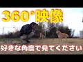 【360°動画】保護犬達を好きな角度から見てください！