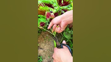 Gunting super tajam yang dapat memangkas tanaman dengan mudah #shorts