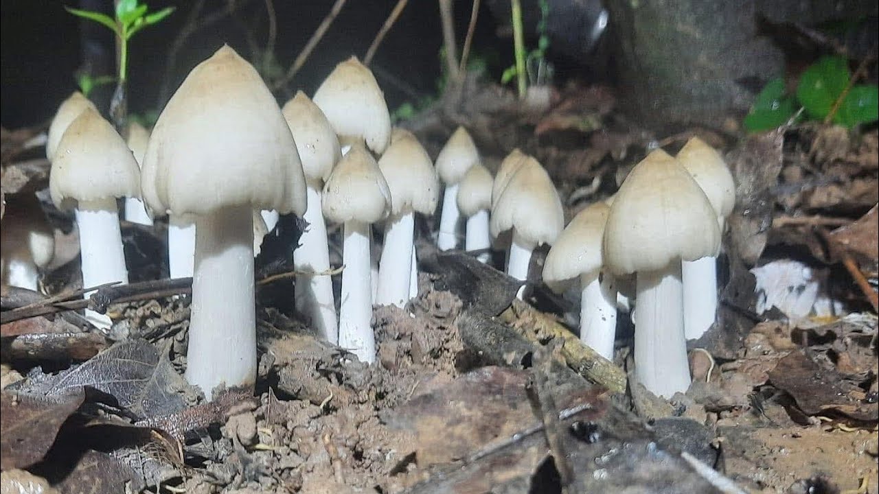 Cuộc Chiến Săn Tìm Nấm Mối Rừng Không Hồi Kết,Gặp Toàn Nấm Mối Búp Không