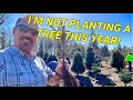 Planting christmas trees very late this year due to weather