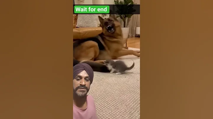 Video 11232691: cat pets funnycats dog, cat funny pets dog, funny cat facts