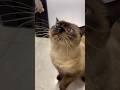 Gluttonous kitten🐱 #cat #cute #catshorts #catvideos #pets #funny