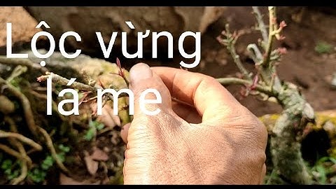 Khắc phục lộc vừng suy yếu- vàng lá lá me