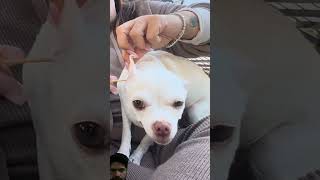 Cleaning my dog ear #chihuahua #nikibabybig #cutedog #funny #puppy #doglife #chihuahuafanclub