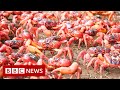 New video by BBC News on YouTube