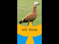 #रूडी शेल्डक