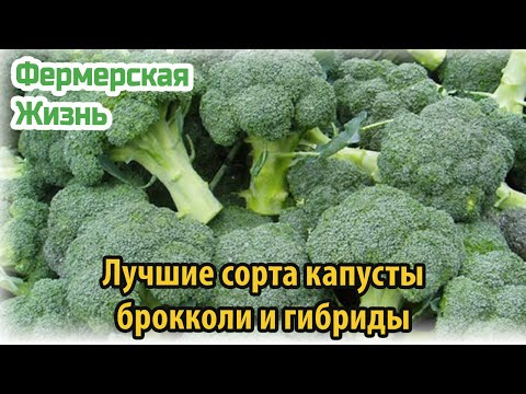 Видео: Популярные сорта брокколи – посадка разных видов брокколи