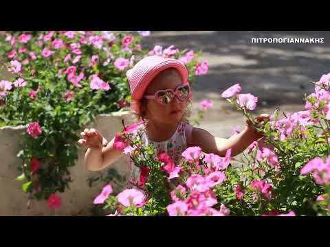 Βίντεο: Πετούνια - ετήσιο λουλούδι