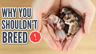 Why You SHOULDN'T Breed Your hamster