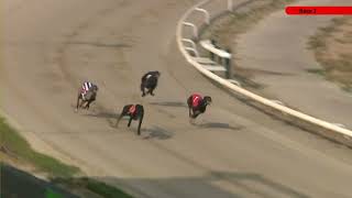 Monmore Greyhounds - Races on Tuesday 21st July 2026