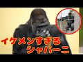 【シャバーニ】鼻をほじるShabani【ゴリラ】