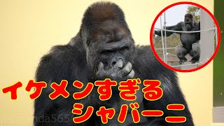 【シャバーニ】鼻をほじるShabani【ゴリラ】