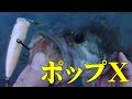 メガバス・ポップXで楽しむトップウォーターゲーム!ウィードがかなり生い茂ってきた琵琶湖。そのウィードのキワを狙ってブラックバスを釣る!なんだかんだ言っても良く釣れるルアー