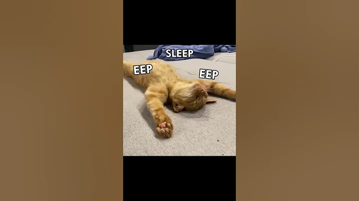 Watch the video about ONE KISS #cat #catcore #cutememes #funny #memes #cute #catlover #catsofyoutube #dualipa