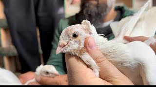 Поездка в Курган 🕊️🇹🇯 к Иброхиму голуби кургантюбинские.2024 год.февраль