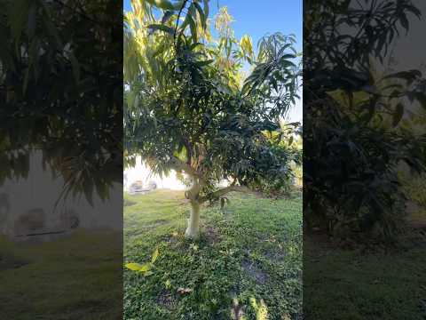 Top-Working My Carrie Mango Tree to Emerald Variety: First Mango Harvest!