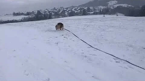 Nancy im Schnee