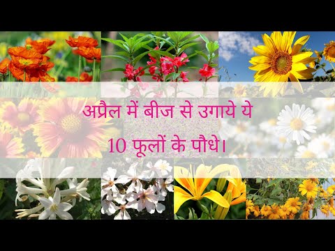 वीडियो: अप्रैल में फूलों का बगीचा: क्या करने की आवश्यकता है?