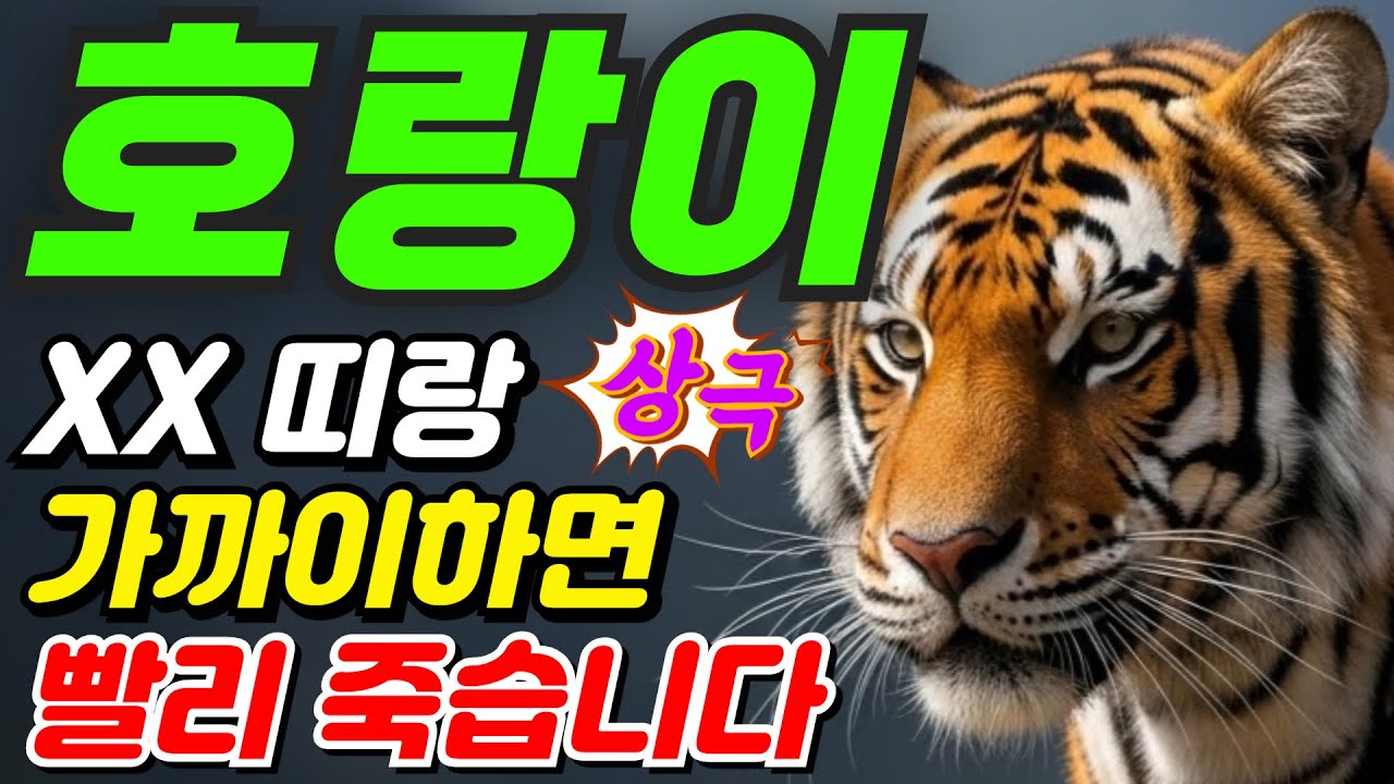 [호랑이띠와 상극인 최악의 띠] 호랑이띠 최악의 인연, 이 띠와는 왜 안 될까? | 최악의 조합 3가지 | 호랑이띠운세 50년생 62년생 74년생 86년생